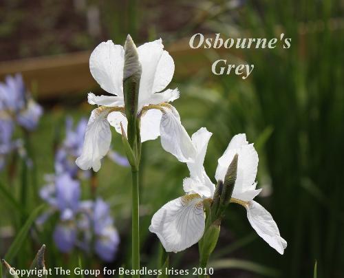 Osborne Grey 12.5 (1)